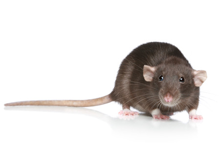 How rodents enter homes?
