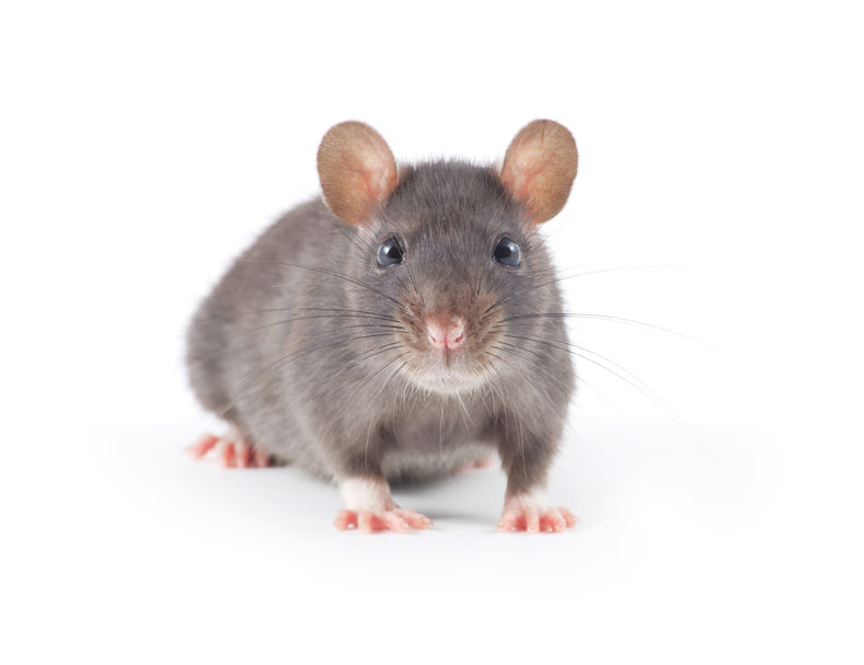 How to get rid of rats in the attic