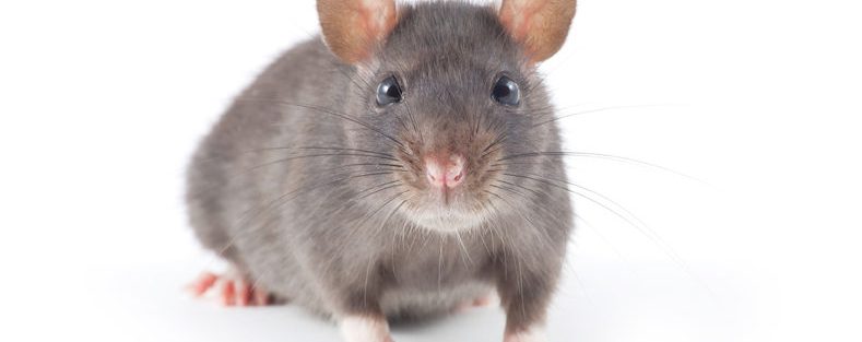 What food to put in a rat trap
