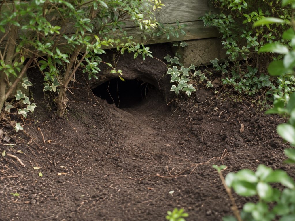 Signs of an active fox den in a garden